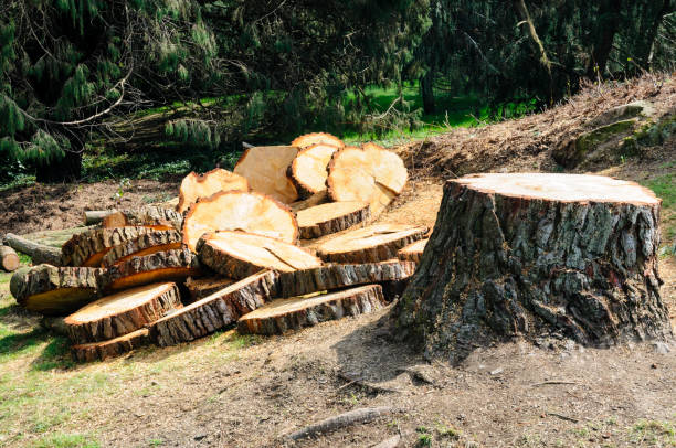 Reliable Grove City, FL Tree Services Solutions